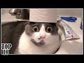 Top 10 Funniest Cat Videos | Try Not To Laugh Challenge - Part 2