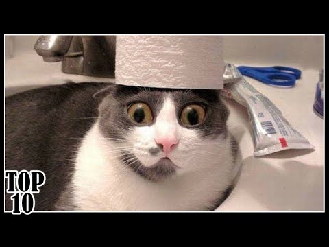 top-10-funniest-cat-videos-|-try-not-to-laugh-challenge---part-2
