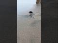 He Walked Alone to the Ocean… You Won’t Believe What Happened 🐢🌊