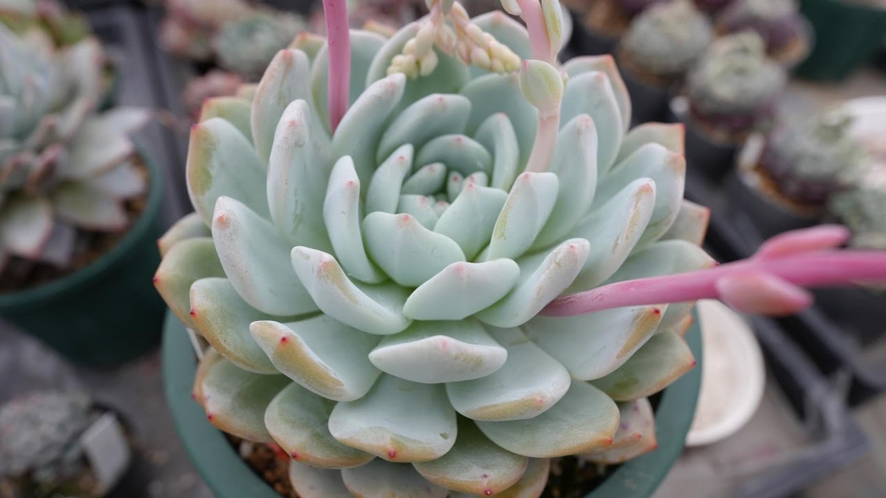86 [How to grow bigger in spring?] With a little ingenuity, you 