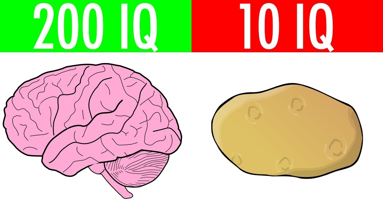 Айкью детям 10 лет