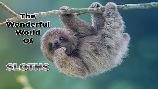 The Wonderful World Of Sloths