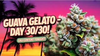 GUAVA GELATO 🌴 | Day 30/30 JK Distro Summer Harvest Finale + Cali Content Tonight!