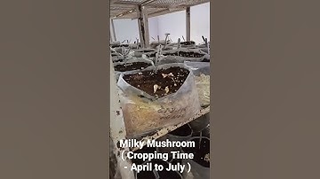 GB Pant University ( Milky Mushroom 🍄) @Mritunjay Rai