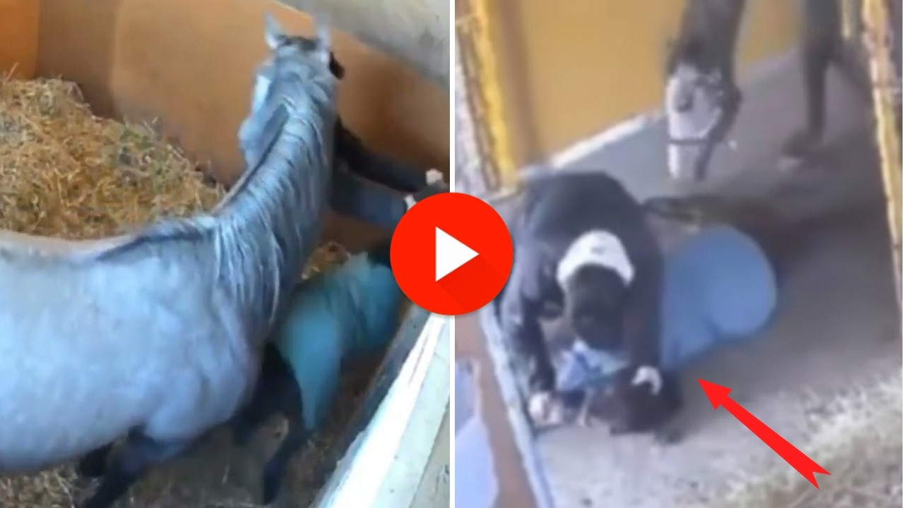 浜本牧場が子馬虐待疑いで炎上。告発者「らおん」氏の投稿とJRAの対応を巡り騒然