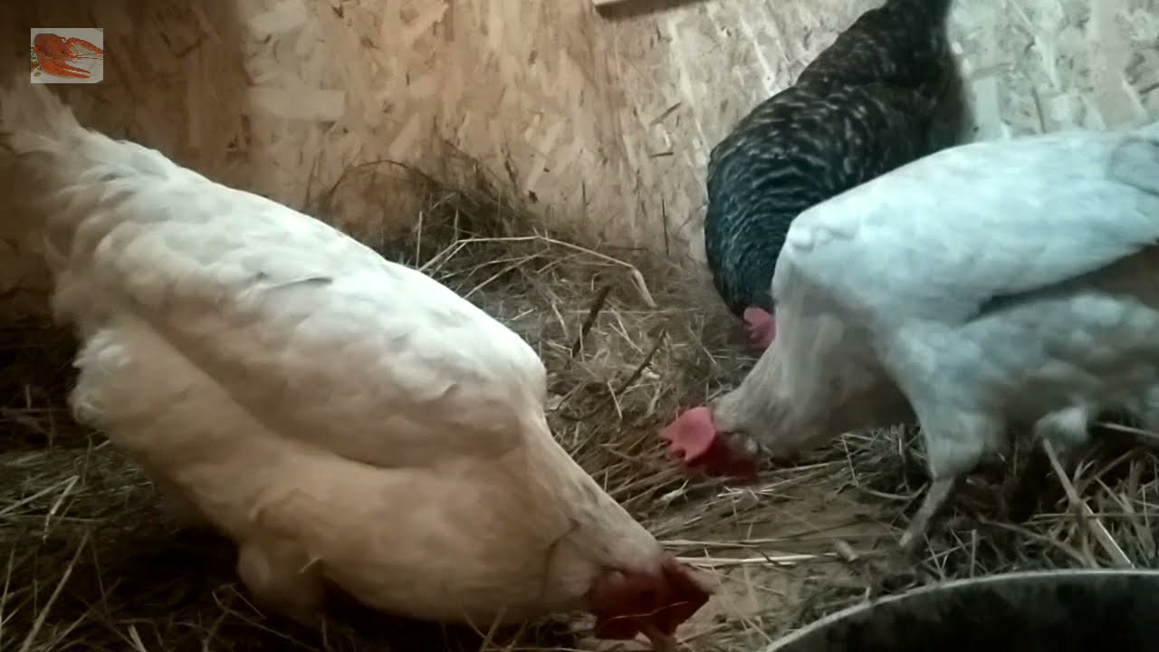 Winter chicken coop - Курятник 2.0