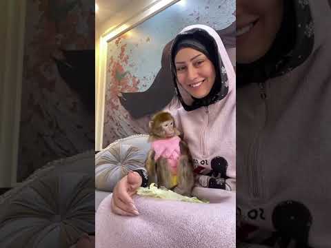 ام دونا عندها عزومه