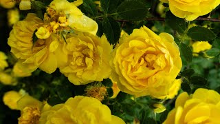 Уличная фотография в Уфе Panasonic Lumix TZ100
