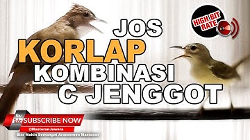 #1 🔴ISTIMEWA Beset dan Necret Jadi Satu Tembakan Tajam Cucak Jenggot VS Kolibri Kelapa❗️