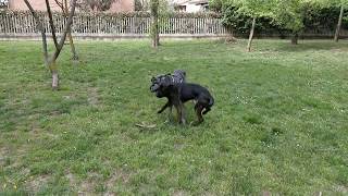 Great Dane Cane Corso Mix Plays With Pure Bred Great Dane