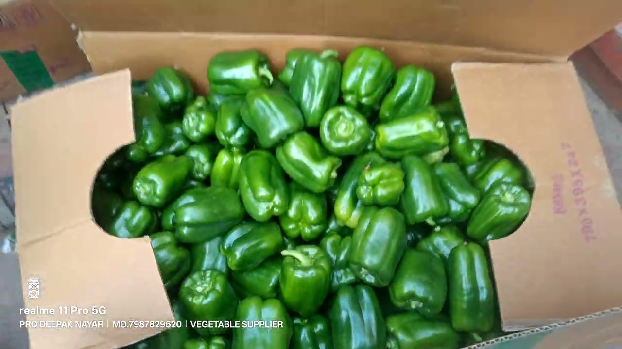 🌱 Green Capsicum Export from Farms | Shimla Mirch Quality Check & Packing | DSR Traders