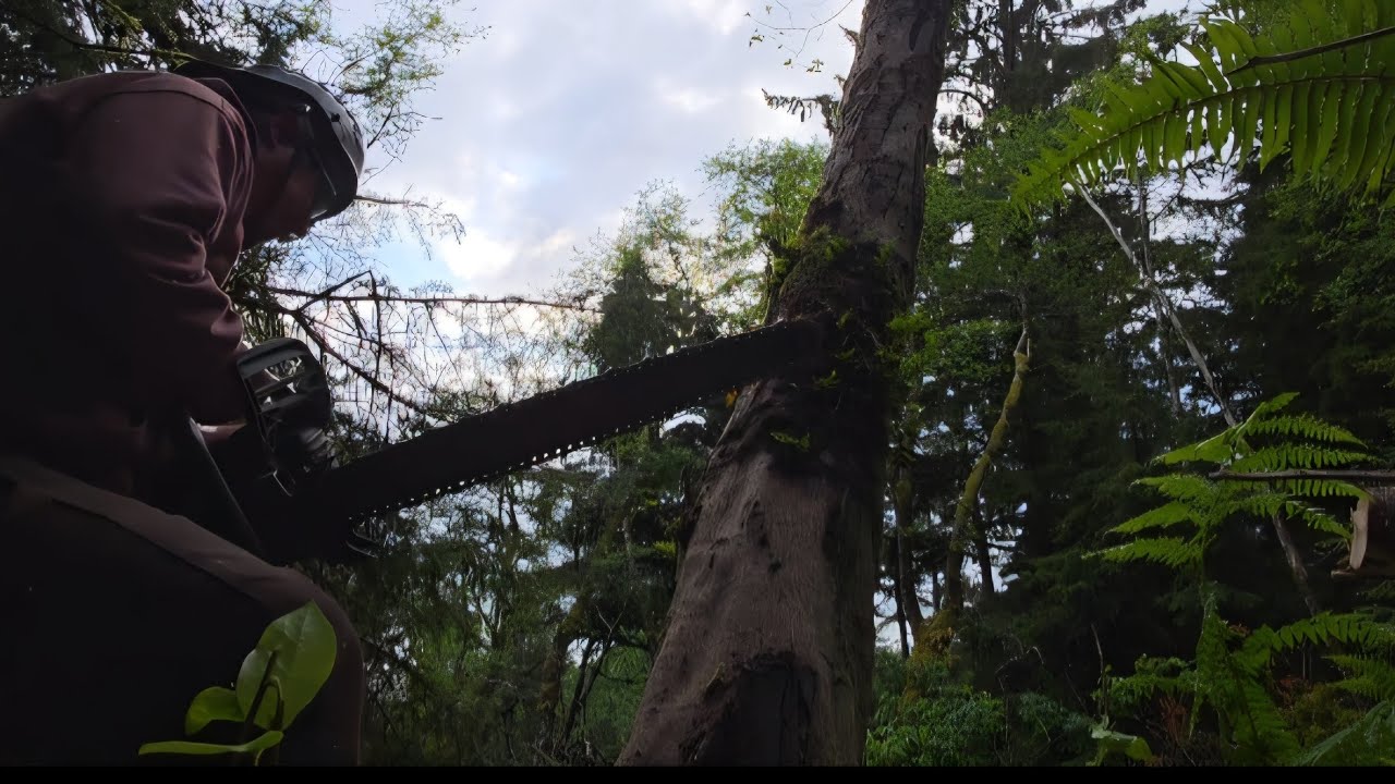 Dropping HEAVY leaning big oak using Husqvarna 572xp - YouTube