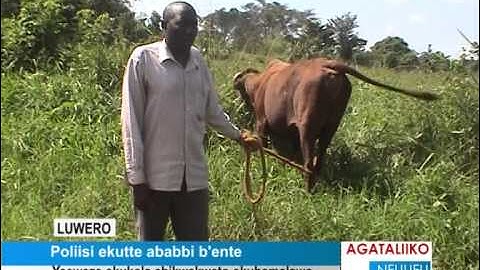 Poliisi ekutte ababbi b'ente