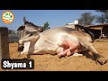 👍Super Desi Cow.👍Best Breeding Cow of #Haryana #Breed.👍(#Yaduvanshi #Gaushala).👍(Shyama 1)