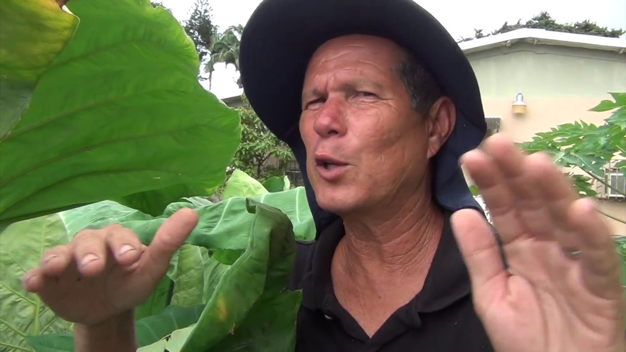 Yautía en el Huerto 1:3