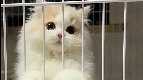 Video 3076811: cute cat kitten grooming, cat cleaning grooming, cat kitten cute baby, funny kittens baby cats