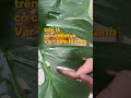 Monstera Zombie 😲 #shorts #kiengla #monstera #monsterazombie #monsteradelisiosa #leaves #plants