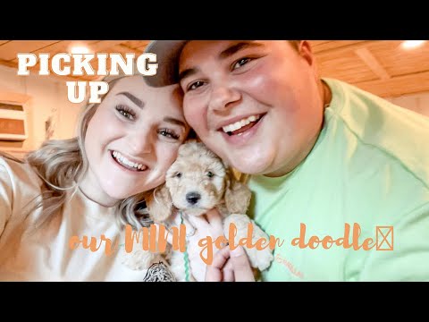 PICKING UP OUR MINI GOLDENDOODLE!! // KIRBY LOU⚡️🐶