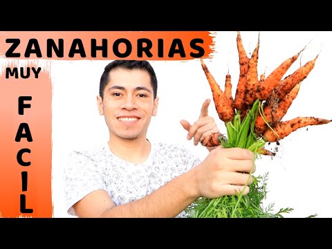 Video: Zanahorias: Trucos Para Sembrar Una Doncella Roja