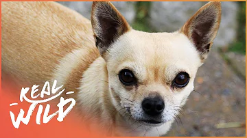 Tiny Chihuahua, Big Attitude! | The Love Of Dogs | Real Wild Documentary