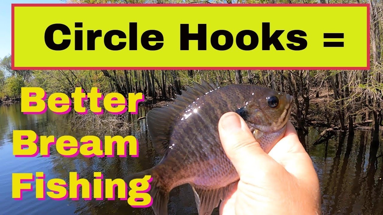 Circle Hooks = Better Bream Fishing 