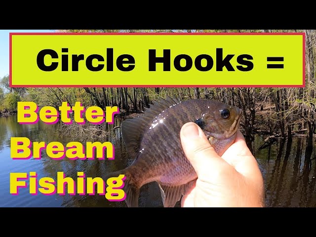 Circle Hooks = Better Bream Fishing 
