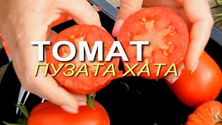 ПУЗАТА ХАТА! ОБЗОР СОРТОВ ТОМАТОВ! Советы от ЗЕЛЕНОГО ОГОРОДА!