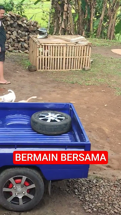 BEBAS MERDEKA 🇮🇩🔥‼️ #anjingpemburu #fypyoutube #anjing #shortvideo #viralvideo #pitbull #puppy #pets