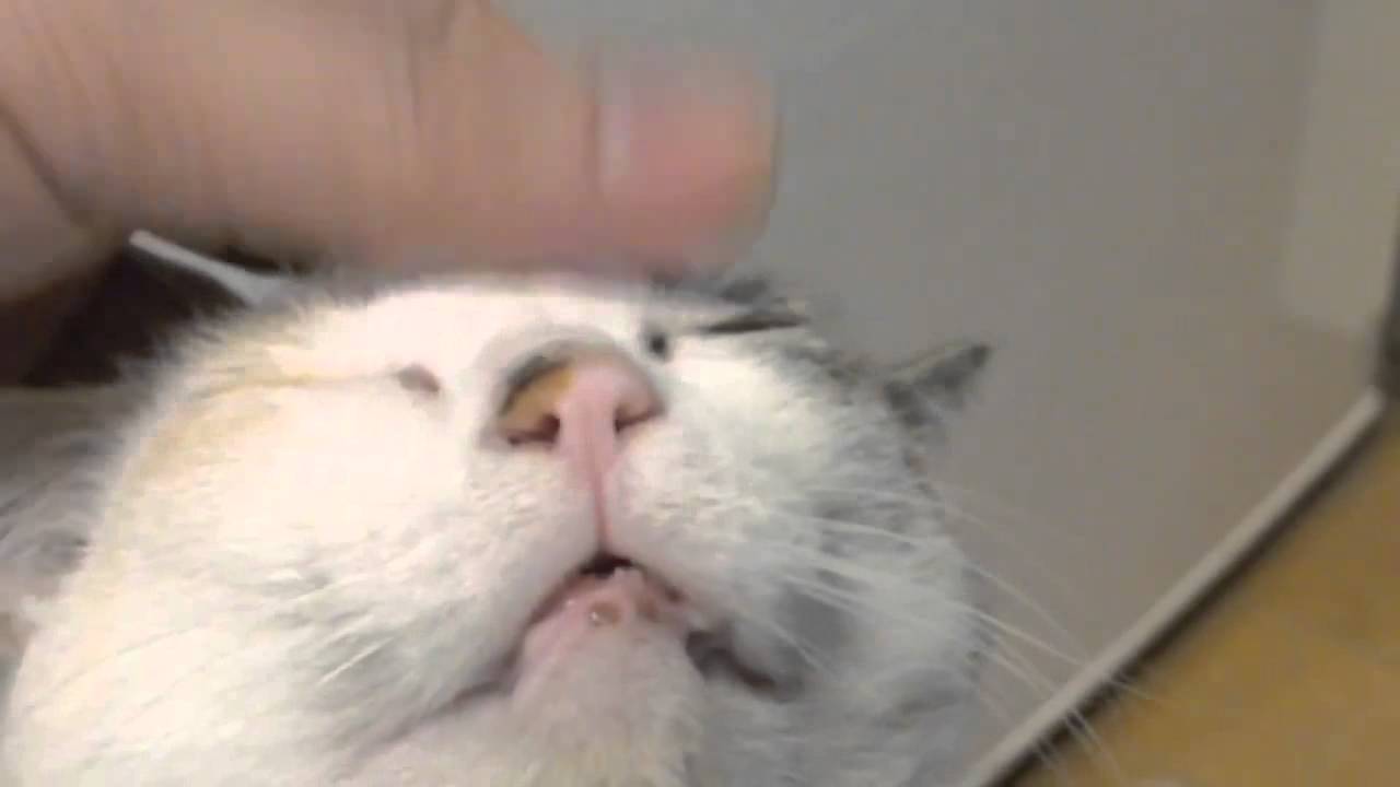 撫でられるのが好きな猫 Cats like to be stroked YouTube