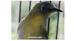 Suara burung pleci ngalas jarawa: Spinx koleksi Kukuh Adi di Blog Om Kicau  - Durasi: 1:44. 