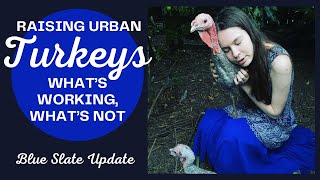 Raising Turkeys In An Urban Garden (Are They Loud? Do They Fly?)