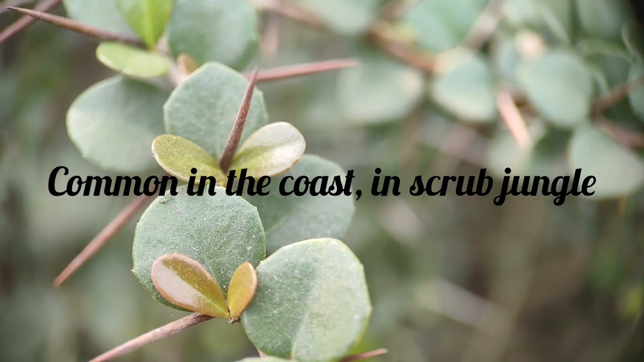 Maytenus emarginata || aprf