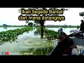 dari mana datangnya ikan sebesar ini ada di sungai kecil