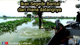 dari mana datangnya ikan sebesar ini ada di sungai kecil