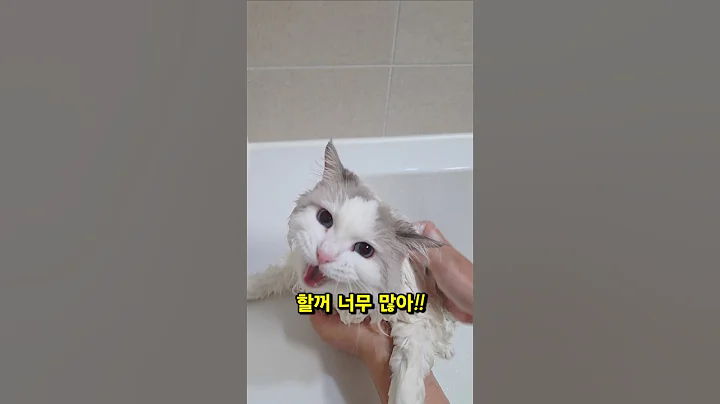 Video 10766851: cats cutecats catlife, cat meow bath
