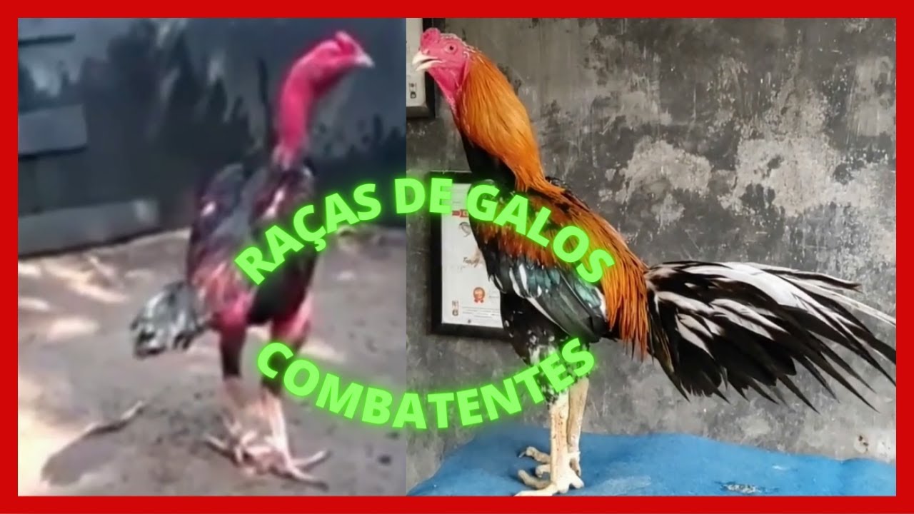 Raças de Galos Combatentes
