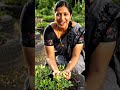 Nilakadalai edukkalam vaanga vayalla