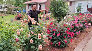 ¿Cuáles son las rosas más fáciles de cultivar?