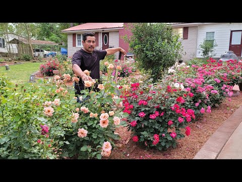 Video: Parque de rosas: foto con nombres, plantación y cuidados
