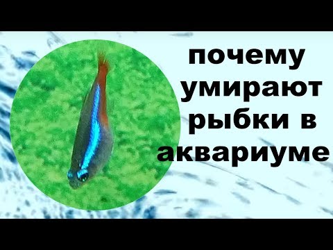 Почему умирают рыбки в аквариуме! Причины гибели рыбок!