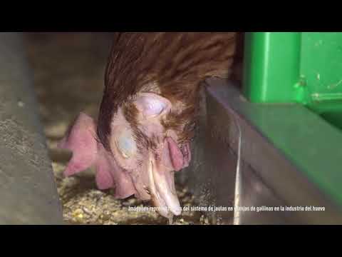 Igualdad Animal lanza campaña para que Supermercados DIA deje de vender huevos de jaula