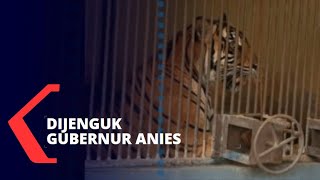 2 Harimau Ragunan Kena Corona, Napas Sesak dan Batuk-Batuk