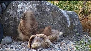 Melting owlets 6/18/26 (explore.org and ORI BUOW cam)