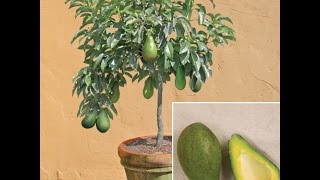 HOW TO GROW AVOCADO TREE FROM SEED AT HOME