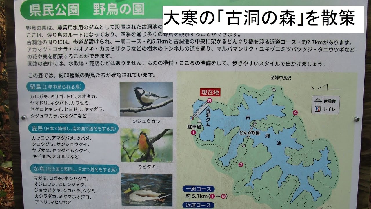 雪無しの古洞の森 「大寒」前に「古洞の森」を訪れてみました。例年、この時期は雪に覆われているのですが今年はどうだったのでしょう。 - YouTube