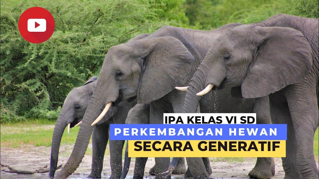  Perkembangbiakan  Hewan  Secara Generatif IPA SD Kelas  6  