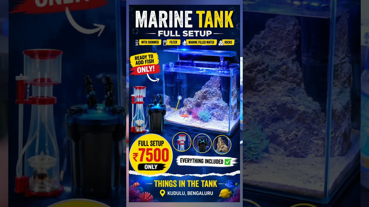 Marine Tank Full Setup at Just ₹7,500! 🐠🔥 Skimmer, Filter, Marine Water & Rocks | Kudlu Bengaluru