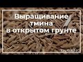 Выращивание тмина в открытом грунте | toNature