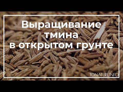 Видео: Выращивание семян тмина: как выращивать тмин