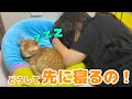 【保護猫】寝ている飼い主に怒りながらも一緒に寝ちゃう子猫がかわいすぎました…